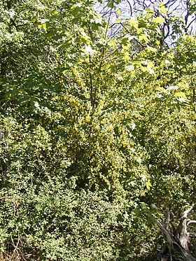 Berberis vulgaris (uva-espim[1])