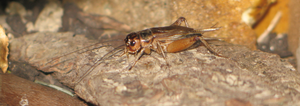 virseksa Acheta domestica