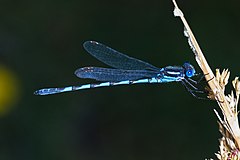 Austrolestes annulosus, Ավստրալիա