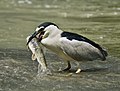 El martinete común, guaco, garza bruja (en algunas partes de Sudamérica), huairavo (Chile) o gauda (Chiloé) es un ave de la familia de las garzas. Por Acarpentier.