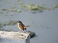 Plain Prinia in Chennai