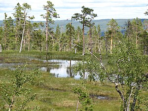 Träskmark i Fulufjällets nationalpark.