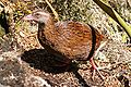 Weka