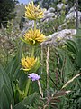 Gentiana lutea (bunga berkas)