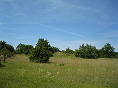 Les pelouses calcicoles du Patouillet-Lunery.