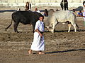 Adu banteng di Oman