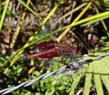 Tramea carolina mâle