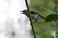 slika 3. Vireo griseus