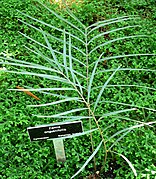 Zamia angustifolia.