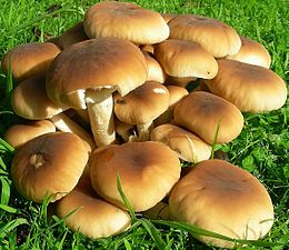 Cilindrinė dirvabudė (Agrocybe aegerita)