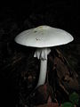 !!!Amanita verna!!!