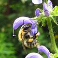 Åkerhumle på en blomst