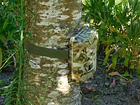 Parany amb carcassa de camuflatge lligat a un troc d'arbre.