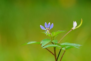 Cleome rutidosperma