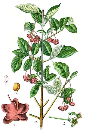 Euonymus latifolius.