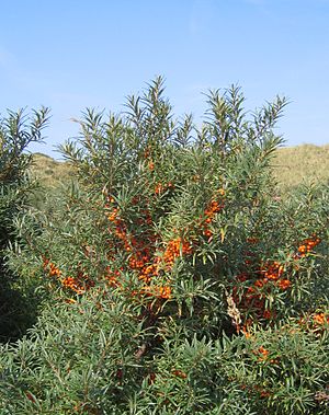 Dünsuurn (Hippophae rhamnoides)