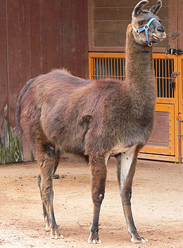 Láma (Lama glama)