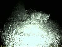 Lleopard a la serralada de Garhwal, Índia.