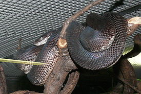 Савуанский водяной питон (Liasis mackloti savuensis)