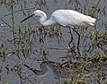 Egretta garzetta