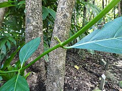 Budding inflorescence