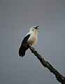 Pied babblers display cooperative sentinel behaviour, with individuals foregoing foraging to act as watchmen for the rest of the group. This is usually done high up in exposed locations. When they spot a predator they give alarm calls to alert the rest of the group to the type of threat.