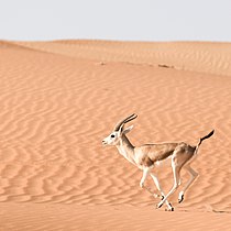 Arabian sand gazelle in Liwa