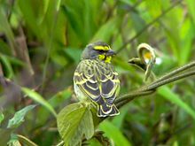 Yellow-fronted Canary.jpg