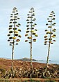 amerika agavo (Agave americana)