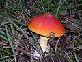 Amanita caesarea