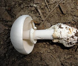 Плодовое тело гриба Amanita magnivelaris (Порт-Дувр, Онтарио, Канада)