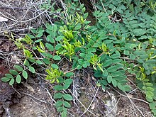 Astragalus glycyphyllos 03.jpg