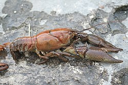 Baltspīļu vēzis (Austropotamobius pallipes)