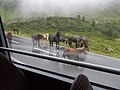 Ausgebüxte Weidetiere auf der Silvretta-Hochalpenstraße im Bereich Großvermunt.