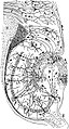 Närilise hipokampuse närvivõrgu joonis. "Histologie du Systeme Nerveux de l'Homme et des Vertebretes", Pariis, 1911