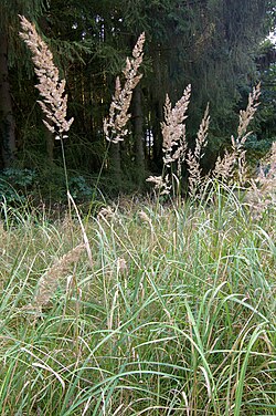 Slotiņu ciesa (Calamagrostis epigeios)