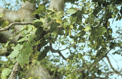 Feuilles de Celtis integrifolia.