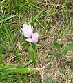 Colchicum alpinum