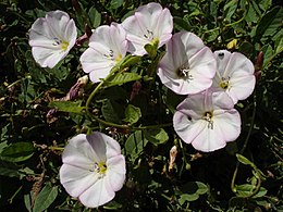 Apró szulák (Convolvulus arvensis)