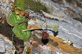 Crassula cremnophila ✓