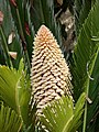 Cikász (Cycas inflorescense)