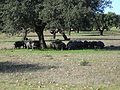 Piara de cerdos ibéricos en una dehesa de Extremadura.