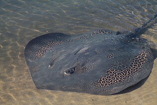 Leopard whiprays (Himantura leoparda) are vulnerable from overfishing.