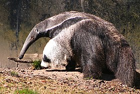 Tamanduá-bandeira no Zoológico de Copenhague, Dinamarca.