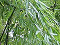 Phyllostachys aurea, морозостійкий бамбук, розповсюджений у Центральній Європі