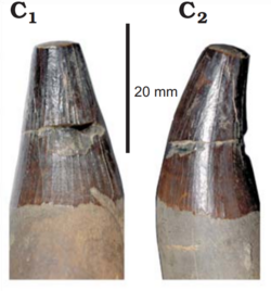 Two angle view of a fossil tooth of a pliosaur on a white background.