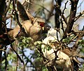 All members of a pied babbler group help to provision offspring produced by a single dominant pair.