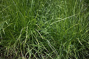 Efterårsblåaks (Sesleria autumnalis) Foto: Gustav Svensson