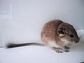 Plains viscacha rat