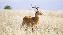 Uganda Kob in Queen Elizabeth National Park